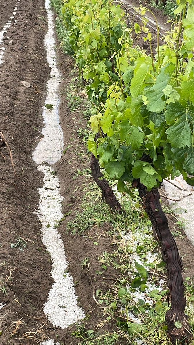 JorgeDifonso's tweet photo. Recorrido por las fincas castigadas por las heladas primero y el granizo después. Hablando con productores y trabajadores del sector. Situación por el costo de la energía eléctrica, seguro agricola, importación y banco de vino, lucha antigranizo e irrigación. https://t.co/eB4OkMeOPG