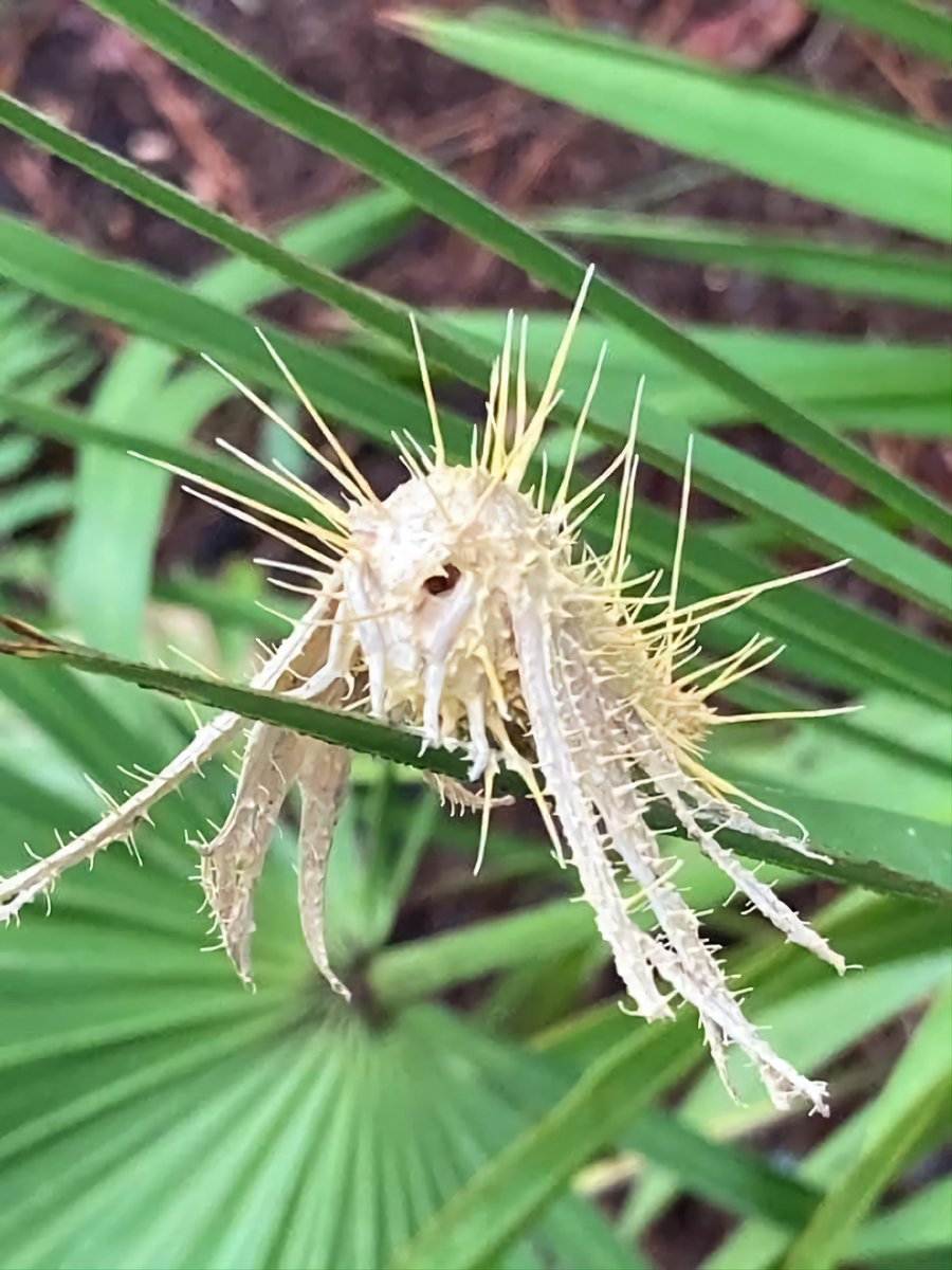 Parasitic Fungus (Akanthomyces sp) which has infected a Moth.

📸 FrootLoop0102 on Reddit