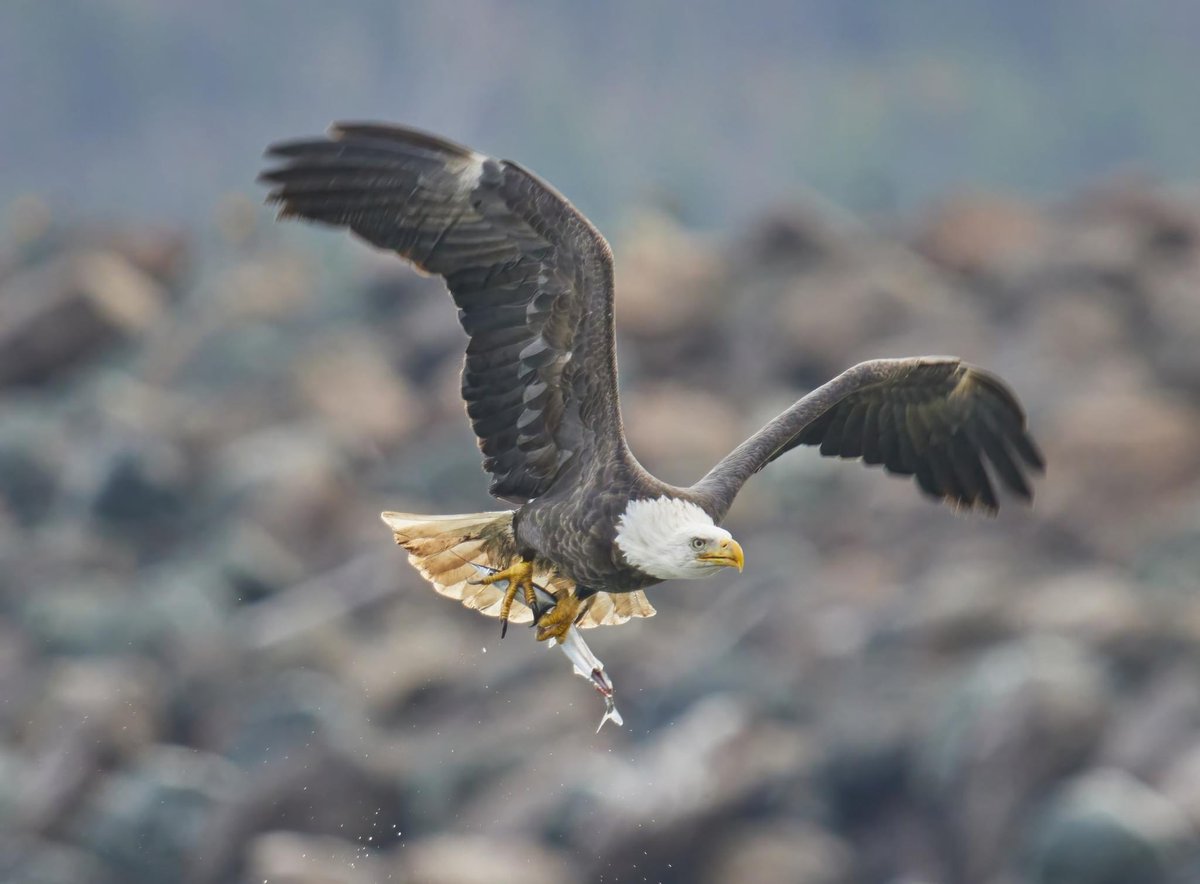 catmac124's tweet photo. Eagle success #baldeagle #wildlifephotography #wildearth #wildlife #NaturePhotography #naturelovers #animalphotography #eagle #NovaScotia https://t.co/4jUFfUtFWM