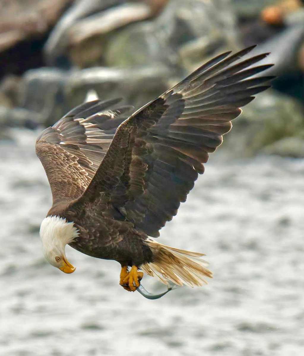 catmac124's tweet photo. Yup, still there 😂 #wildlifephotography #wildlife #NaturePhotography #naturelovers #NatureBeauty #baldeagle #eagle #NovaScotia https://t.co/mncuUpcxsE