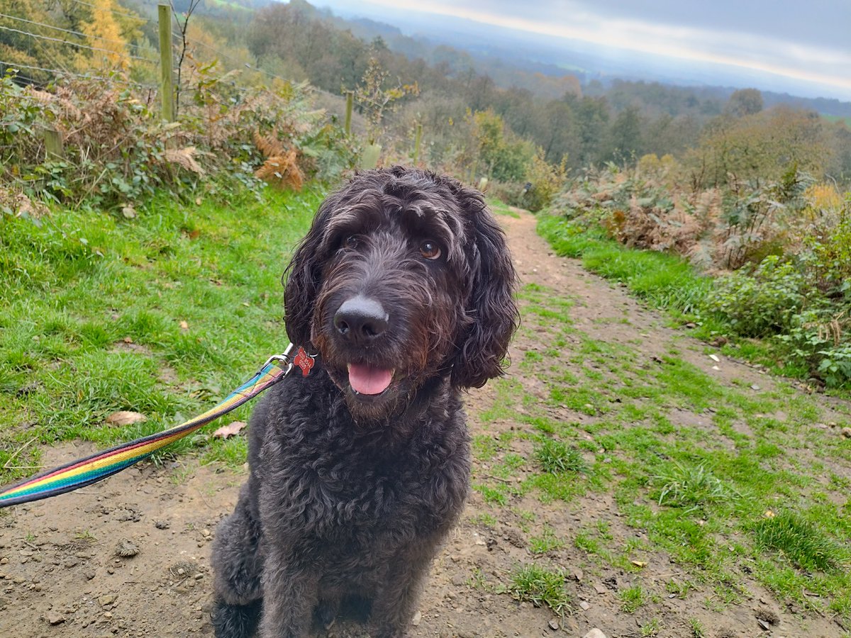 ZebedeeZebedog's tweet photo. We just had a lovely walk #Emmetts @southeastNT A bit grey but the sun is trying to come out. At least it's not raining. https://t.co/8MkFlWO7wj