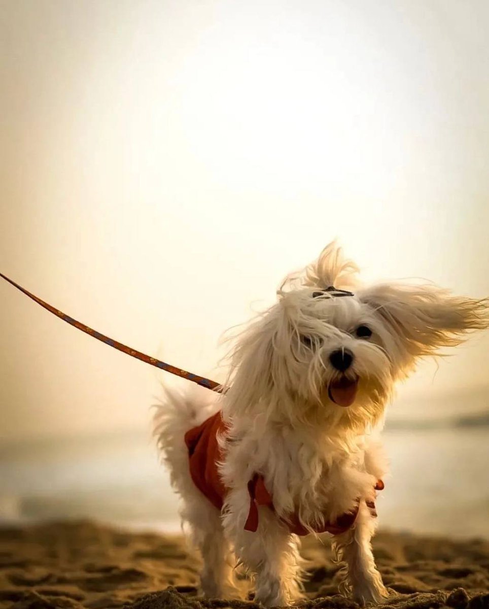 PinftagramMP's tweet image. Featuring "Bad hair day" by CryptoGhost🔥

Thank you CryptoGhost for this cute little dog. How amazing to be able to save our memories in these NFts that can so easily be minted on PINFTAGRAM.

👉pinftagram.com/indivtoken?tok…

🌐linktr.ee/pinftagram