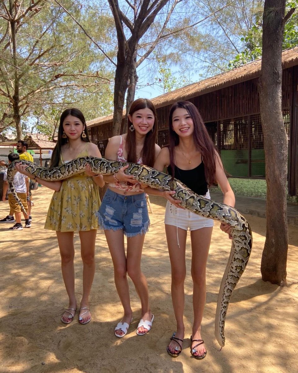 polpo989's tweet photo. 還記得之前去峇里島玩的時候
她們兩個真的很北爛😂
在那邊聒噪說什麼這麽大隻我們三個人可以一起使用…
還在那邊大喊說我是蟒蛇愛好者🤦‍♀️
兩位小姐妳們的矜持呢😑
#為色不欲人知 https://t.co/n0SfvQahug