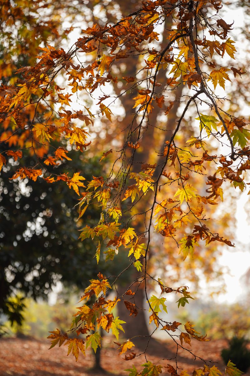 Imadclicks's tweet photo. Autumn blaze Kashmir 2022
#Kashmir #imadclicks #Autumn https://t.co/oQiSVSAPDG