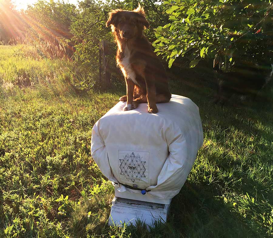 beeguardian's tweet image. Baby it's getting cold outside Keep Your bees warm
with the Cozy Cover! Studied by Thomas Seeley and Robin W. Radcliffe, of Cornwell University insulate your hive like a tree cavity
#beekeeping #bees #langstroth #beehive #topbar #cathedralhive #beekeeper - mailchi.mp/backyardhive.c…
