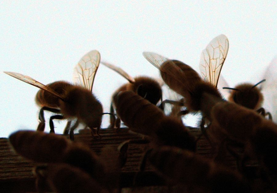 beeguardian's tweet image. Baby it's getting cold outside Keep Your bees warm
with the Cozy Cover! Studied by Thomas Seeley and Robin W. Radcliffe, of Cornwell University insulate your hive like a tree cavity
#beekeeping #bees #langstroth #beehive #topbar #cathedralhive #beekeeper - mailchi.mp/backyardhive.c…