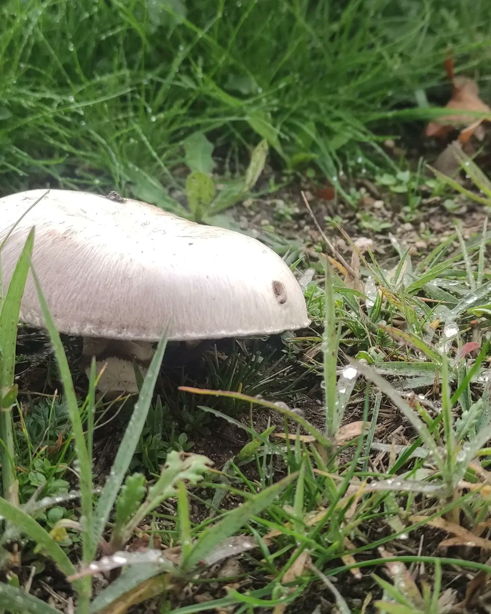 Maria_San_Pedro's tweet photo. Y venga "setas" ja ja ja 🍄🍄🍄🍄 👇
#modocampo #yomimeconmigo #fungi https://t.co/ZlDLm6leNj