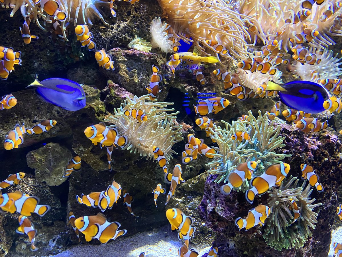 EstherChristina's tweet photo. Leuchtend bunte Unterwasserwelt.
#Urlaub #Teneriffa #LoroParque https://t.co/XSNPIqJCRW
