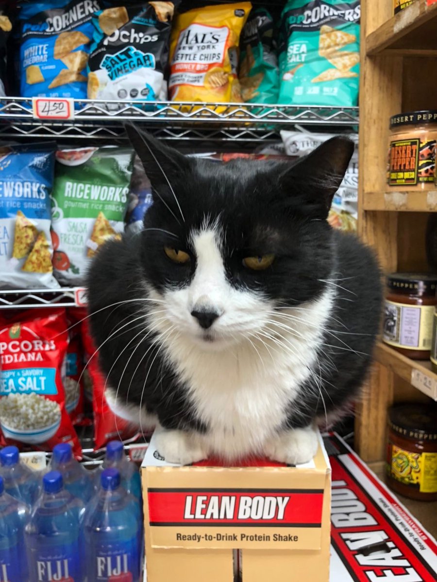Bodegacats_'s tweet photo. https://t.co/kRk8RiufhS