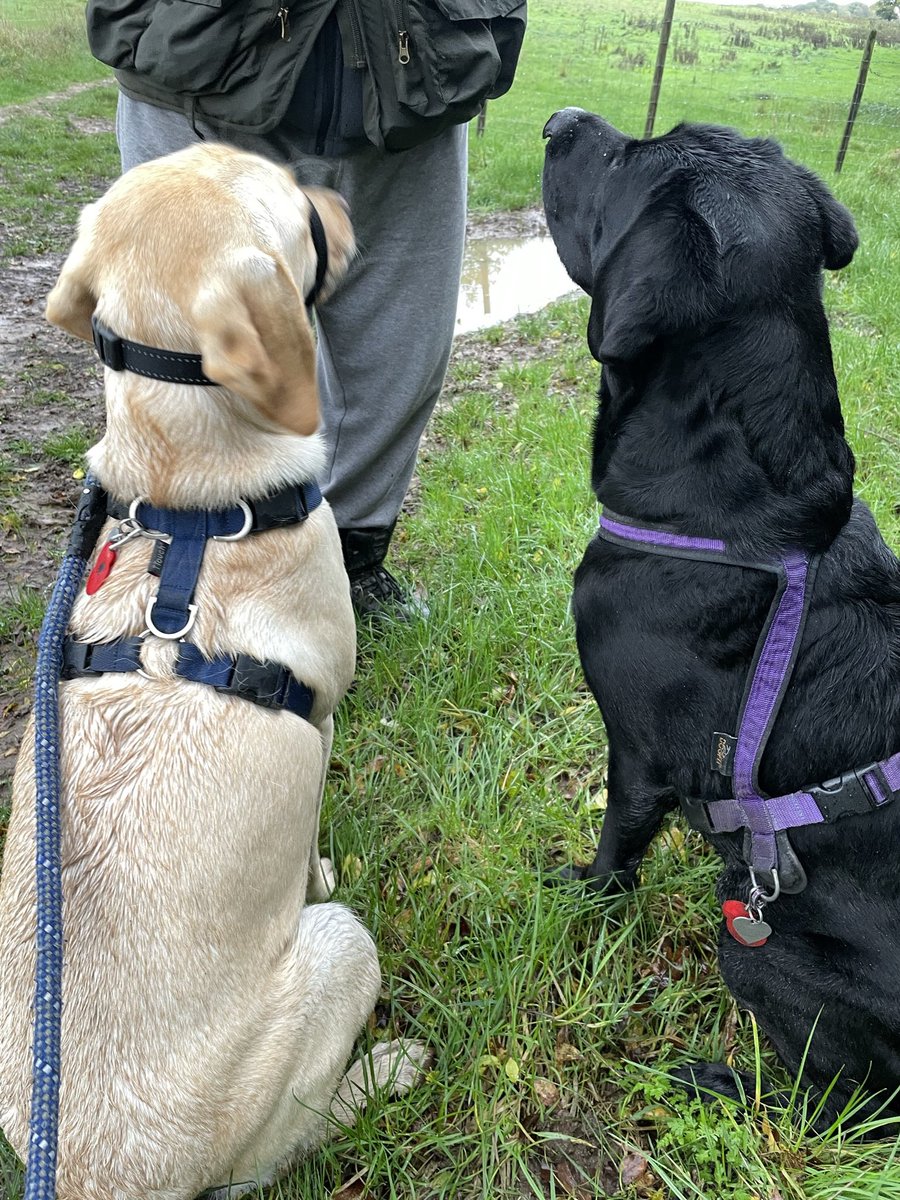 AmyJankiewicz's tweet photo. As a #veteran and former employee of @FactoryPoppy I always take time during this weekend to remember those that paid the ultimate sacrifice whilst serving or afterwards. This year I’m sharing the messages of the animals too and supporting @MA_PurplePoppy and @TheBrooke https://t.co/GI2QAifQ8s