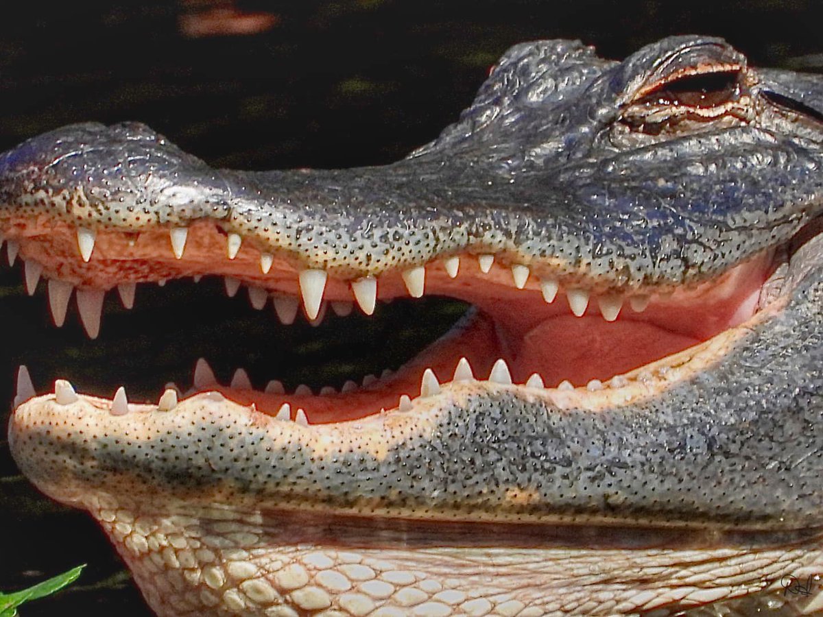 GatorsDaily tweet picture