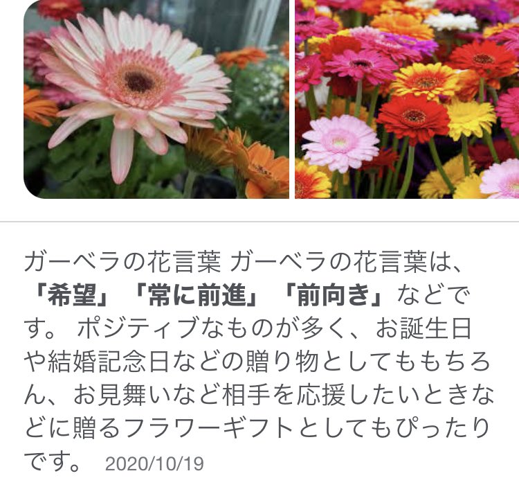 ガーベラの花言葉 Twitter Search Twitter