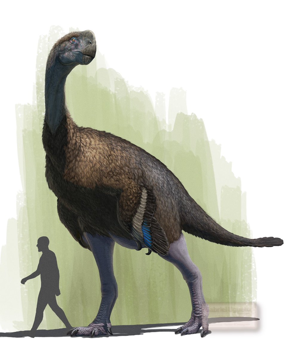 The ginormous Gigantoraptor erlianensis on all its glory. Late Cretaceous of Asia