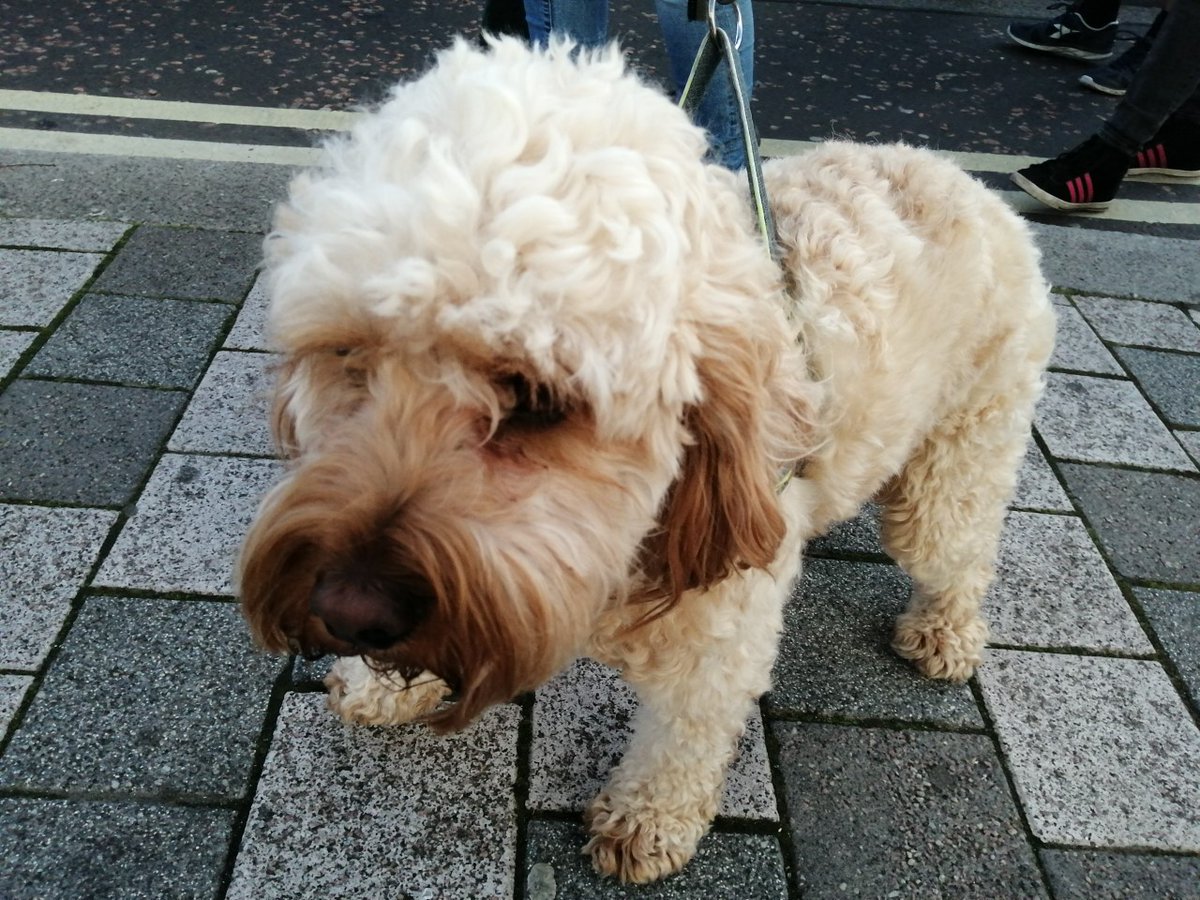 dogsonpickets's tweet photo. This gorgeous๐ถwas marching in Blackpool today against the climate crisis and the cost of living crisis. Maybe we should start a new category! #dogsondemos https://t.co/RSkQ4aSHWm
