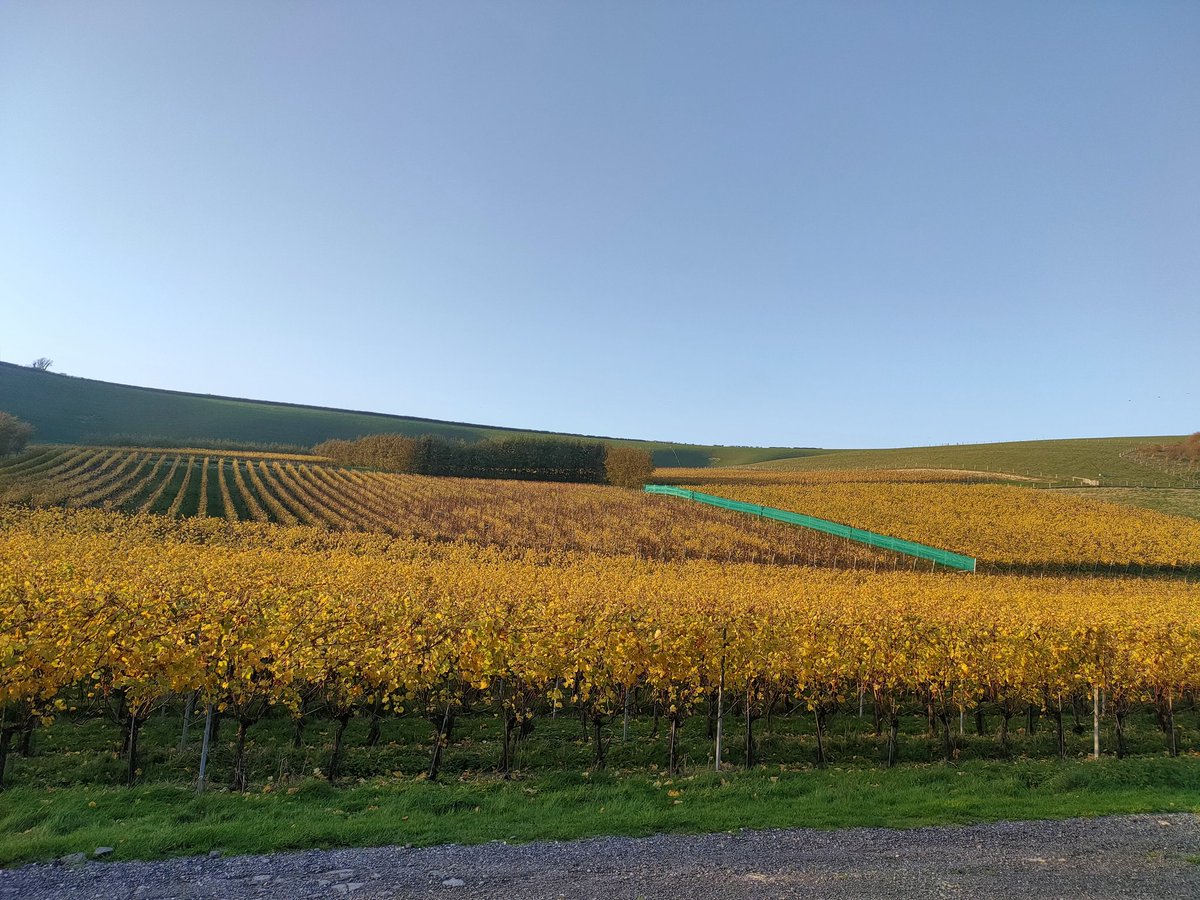 20 degrees on the vineyard today!!!