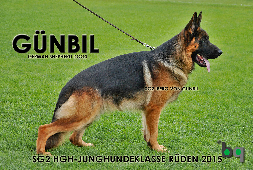 Ibero von Team Gunbil