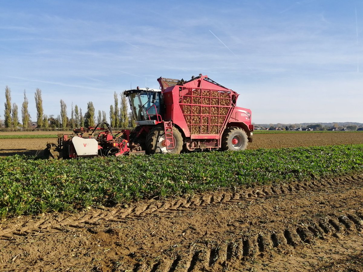 Dagje bieten genieten vandaag. Of het nu voeden van industrie of de eindconsument in 1ste lijn is. Onder de ploeg of onder directzaaimachine, mechanisch, chemisch of handmatig. Boeren liggen aan de basis . Waarom zijn ze dat in Brussel vergeten? #respect #agriculture #akker