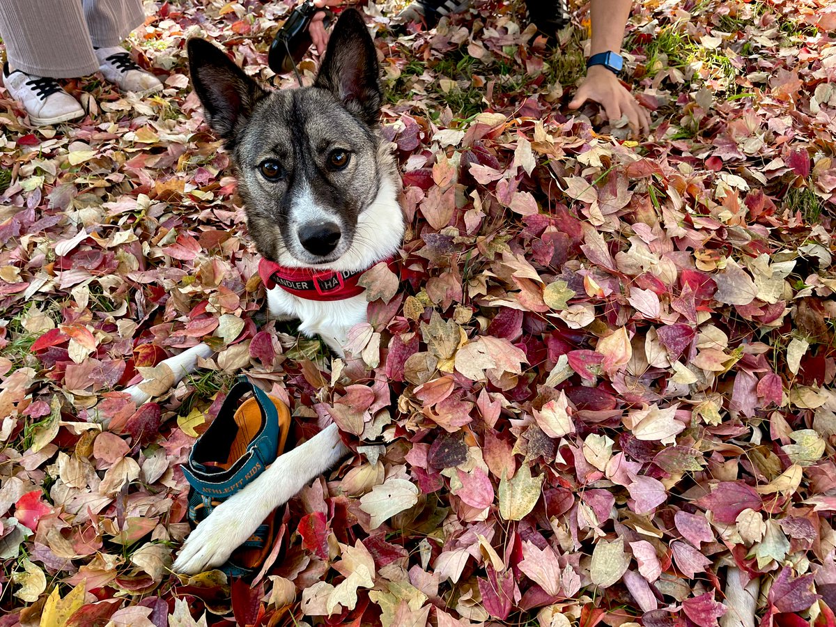 animal focus dog collar animal leaf traditional media looking at viewer  illustration images