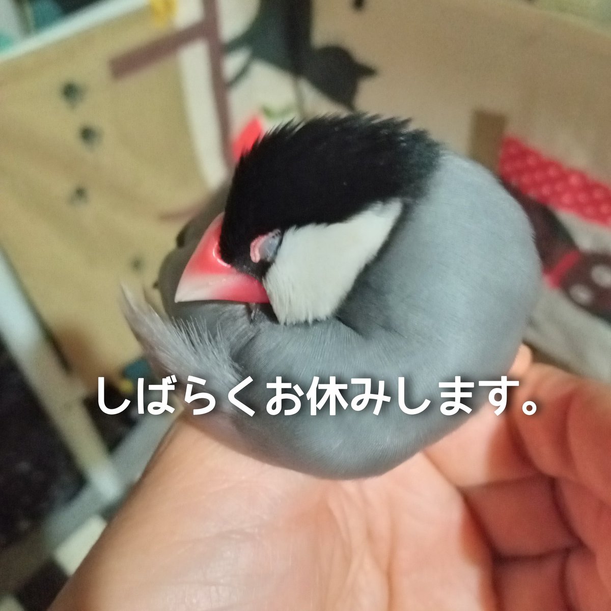 沢山の迷子鳥さんがいる中
拡散ツイートできずに申し訳ありません
自律神経に影響が出てしまい
またしばらくお休みします
迷子鳥さんたちごめんなさい

※Facebookでの拡散協力呼びかけは
ご自由にこちら↓↓↓のグループに参加し、呼びかけてください
＃迷い鳥

facebook.com/groups/2124861…