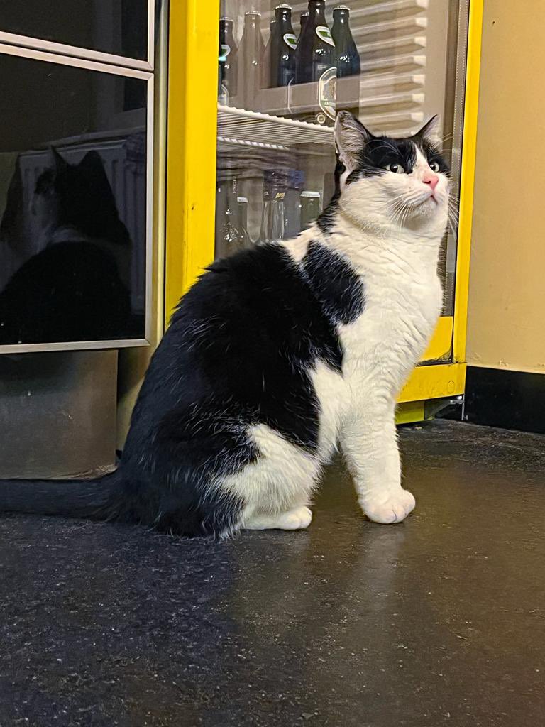 cbischofberger's tweet image. Das ist Lenny, Kater der Grazer KPÖ. Ich habe mit Bürgermeisterin 𝗘𝗹𝗸𝗲 𝗞𝗮𝗵𝗿 über Geldnöte, Gewissensfragen und ihr großes Herz gesprochen. Morgen in der #Krone und auf @krone_at [Krone+]