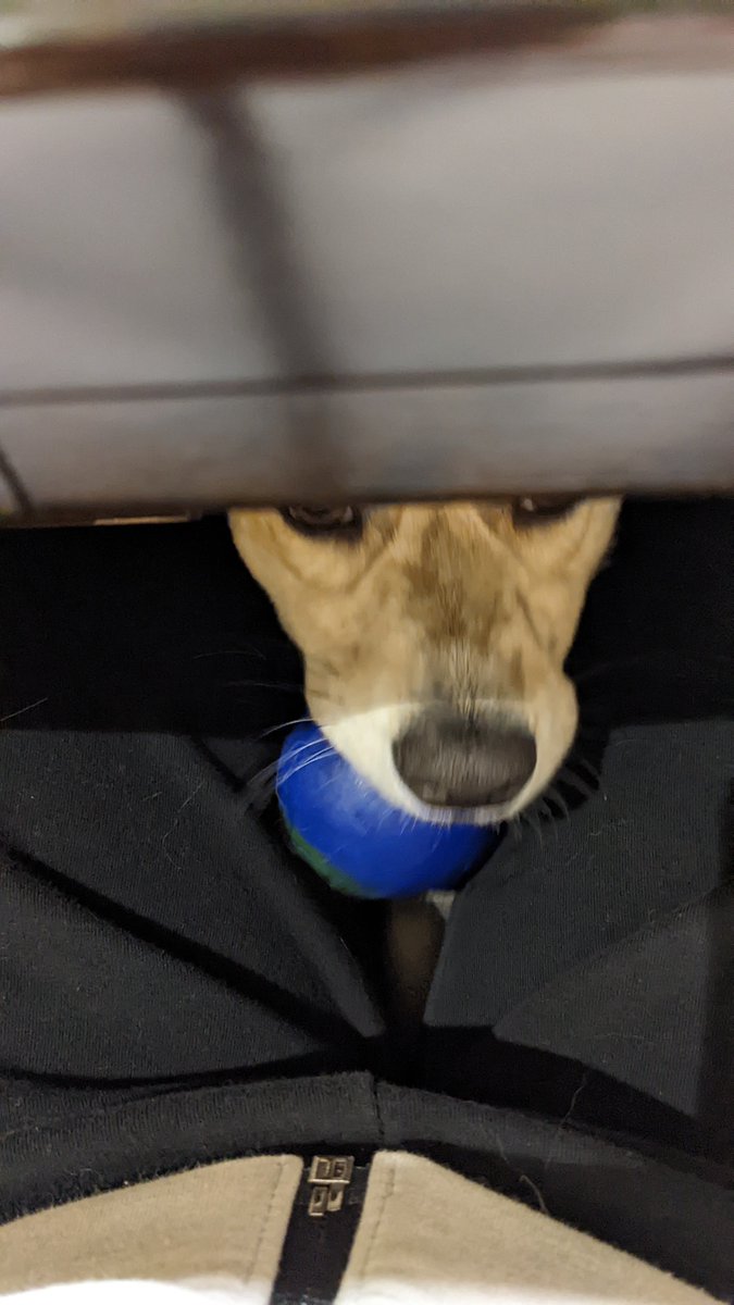 yayoijce's tweet photo. またテーブルの下から。定番のおねだりスポット。遊んでー。
#保護犬を家族に #ミックス犬 #犬好き #犬のいる暮らし https://t.co/KGYZibrZau