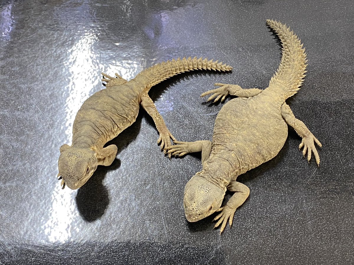爬虫類入荷情報!!

エジプトトゲオアガマベビー入荷しました！