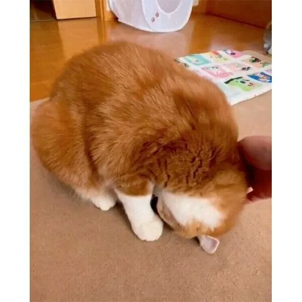 後頭部をナデナデすると…なにそのポーズ! 朝限定で甘えモードになる猫に悶絶|ねこのきもちWEB MAGAZINE https://t.co/fuqopKM9xp 