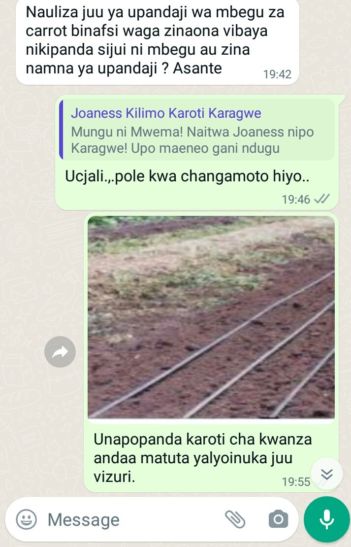 Kilimo cha Karoti. Karibu tujifunze kwapamoja.
Karoti ni zao la mizizi (underground tubers) linalotumika kama kiungo kwenye chakula na matumizi ya viwandani.
Karoti hulimwa maeneo mengi Tanzania yenye ardhi ya udongo tifutifu na kichanga. Mbegu ya karoti Nantes coreless hupendwa