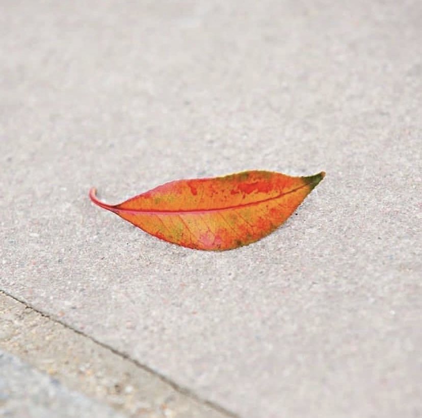 soyluisgabriel1's tweet photo. ¡Buenos días! Les comparto la foto más bonita de este otoño; del fotógrafo inglés #MattStuart.
🍁IG @mattu1 https://t.co/fEo6gT60gQ