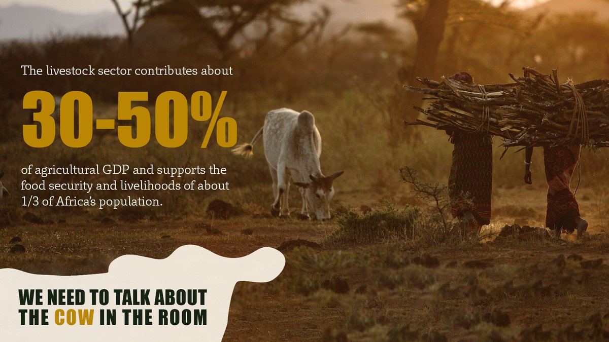 1/ Fact #1: Millions of livestock herders produce more than half of Africa’s meat and milk supply.

Fact #2: Growing #HeatStress from rising temperatures and humidity are putting their livelihoods at risk.

#LetsTalkLivestock adaptation solutions <a href="/COP27P/">COP27</a>