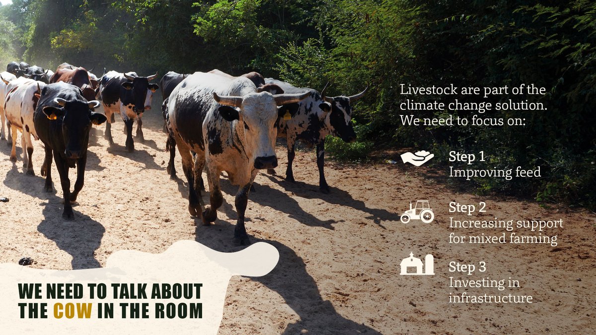 6/ Policy and funding leaders need to direct #ClimateFinance to countries to build sustainable livestock systems. In Africa, this means investing in adaptation to achieve mitigation co-benefits. #LetsTalkLivestock