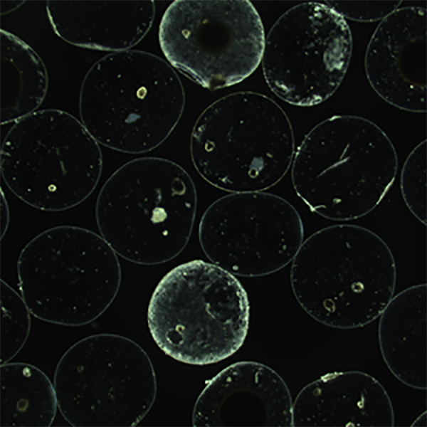 Advanced Portfolio News tweet media