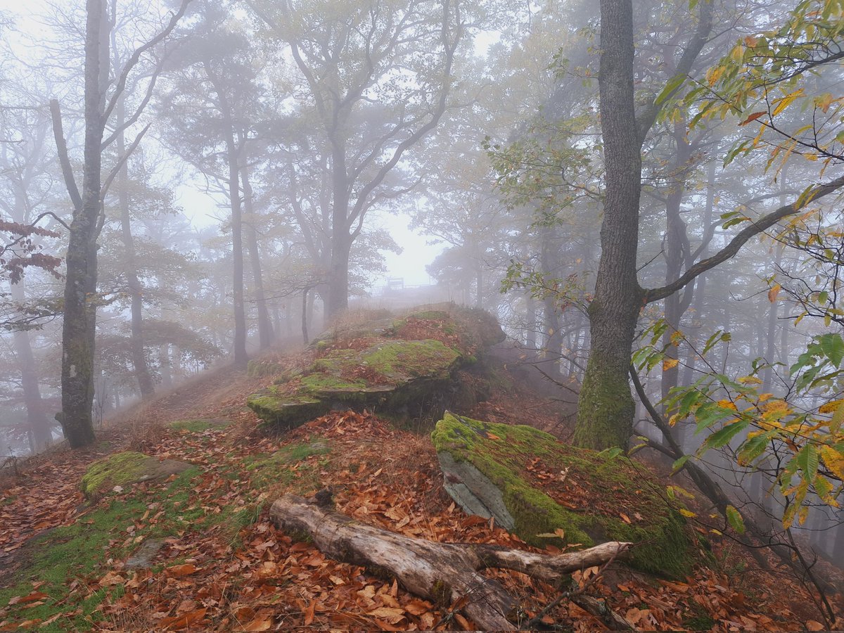 AtlanticLover65's tweet photo. There's a certain beauty about foggy forests #MyPeakChallenge #WalkingPeakers #MountainPeakers https://t.co/HByM4VIO5C