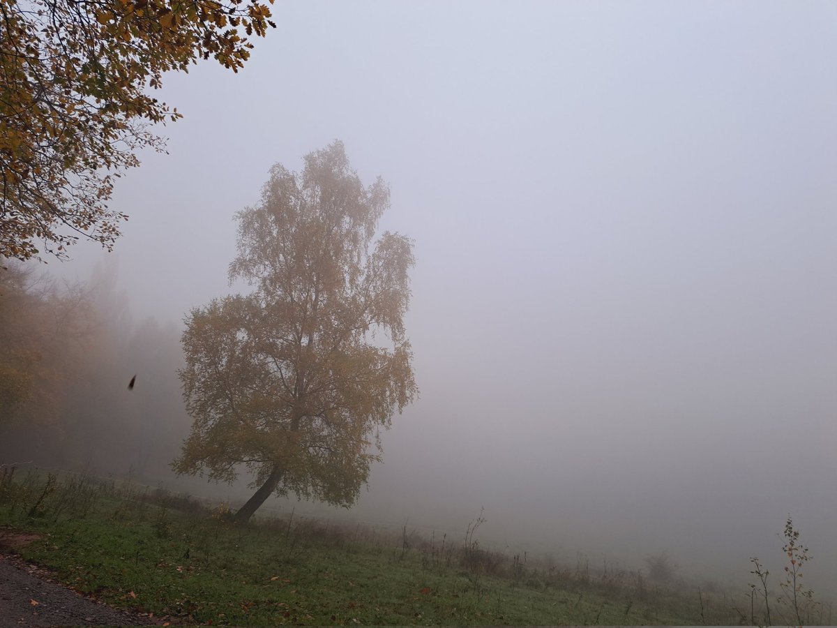 AtlanticLover65's tweet photo. There's a certain beauty about foggy forests #MyPeakChallenge #WalkingPeakers #MountainPeakers https://t.co/HByM4VIO5C