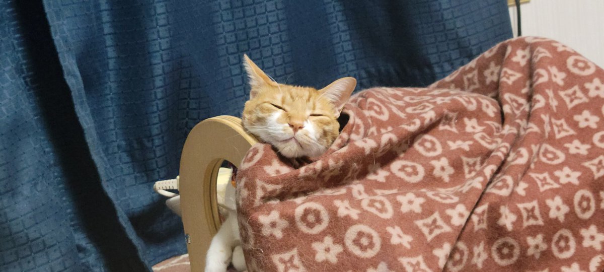 rudolf_cat's tweet photo. かわいいね😻 https://t.co/05QyRS6cAO