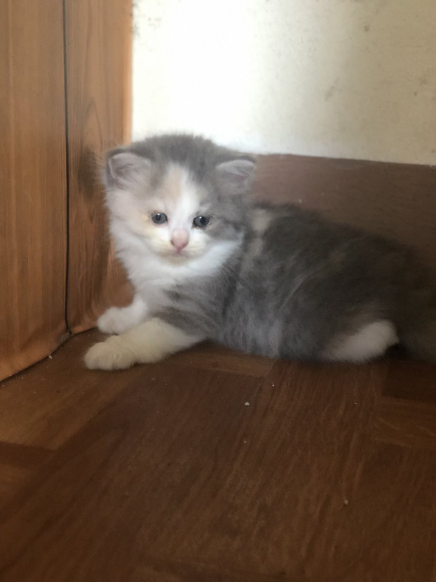 larac4u's tweet photo. not bns related , more of my kitties need homes ♡ 

࣪𓂃 scottish fold x persian cats
     › DOB : August 3
     › 2x deworm , NO papers 
     › DIET : boiled chicken &amp; cutties tuna
     
dm me if wanting more info / buying ! https://t.co/ajz7L0mu0j