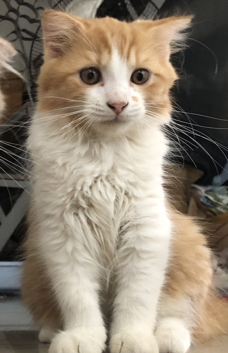 larac4u's tweet photo. not bns related , more of my kitties need homes ♡ 

࣪𓂃 scottish fold x persian cats
     › DOB : August 3
     › 2x deworm , NO papers 
     › DIET : boiled chicken &amp; cutties tuna
     
dm me if wanting more info / buying ! https://t.co/ajz7L0mu0j