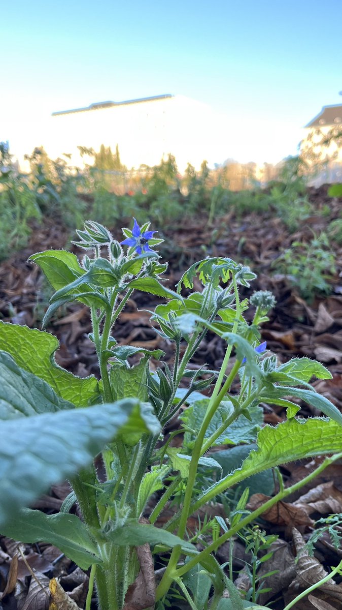 Olipa piristävää bongata kukkasia Brahenkentän laidalta päiväkävelyllä. 

Onko tähän nyt syynä nämä poikkeuksellisen lämpimät kelit ja #ilmastonmuutos ? 

#helsinki