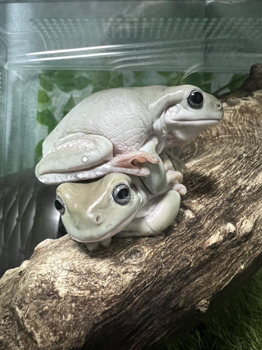 よっこいしょういち。