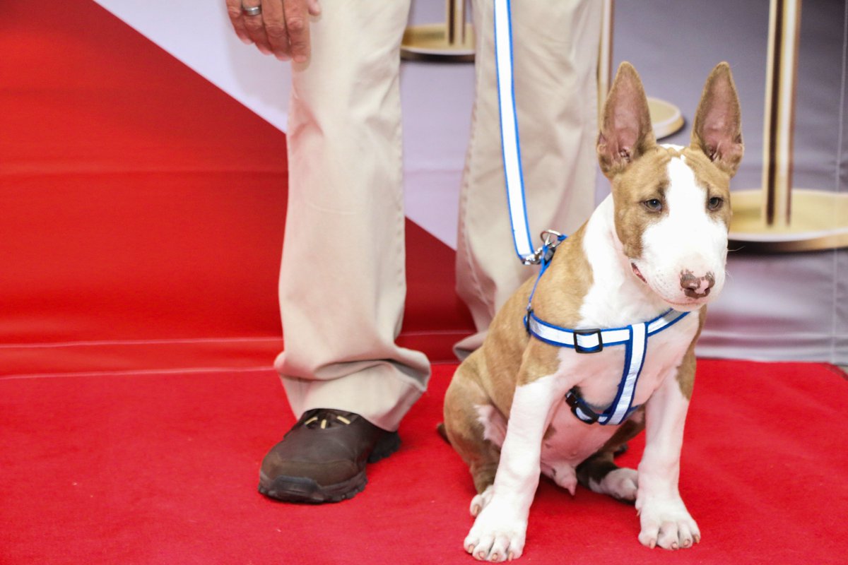 CandiceGrain's tweet image. Had a ball at the Puppy School Graduation! 🎓🐾🐕🦮You can teach an old dog new tricks😉
For Bannerwalls 👉 Cape Winelands Bannerwalls and for some modeling tips 👉 AR.Modelschool#ingrained #candicegrainphotography #puppyschoolgraduation #armodels #CWBW #paarlveterinaryhospital
