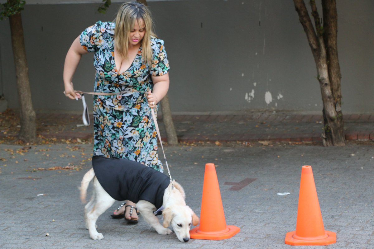 CandiceGrain's tweet image. Had a ball at the Puppy School Graduation! 🎓🐾🐕🦮You can teach an old dog new tricks😉
For Bannerwalls 👉 Cape Winelands Bannerwalls and for some modeling tips 👉 AR.Modelschool#ingrained #candicegrainphotography #puppyschoolgraduation #armodels #CWBW #paarlveterinaryhospital