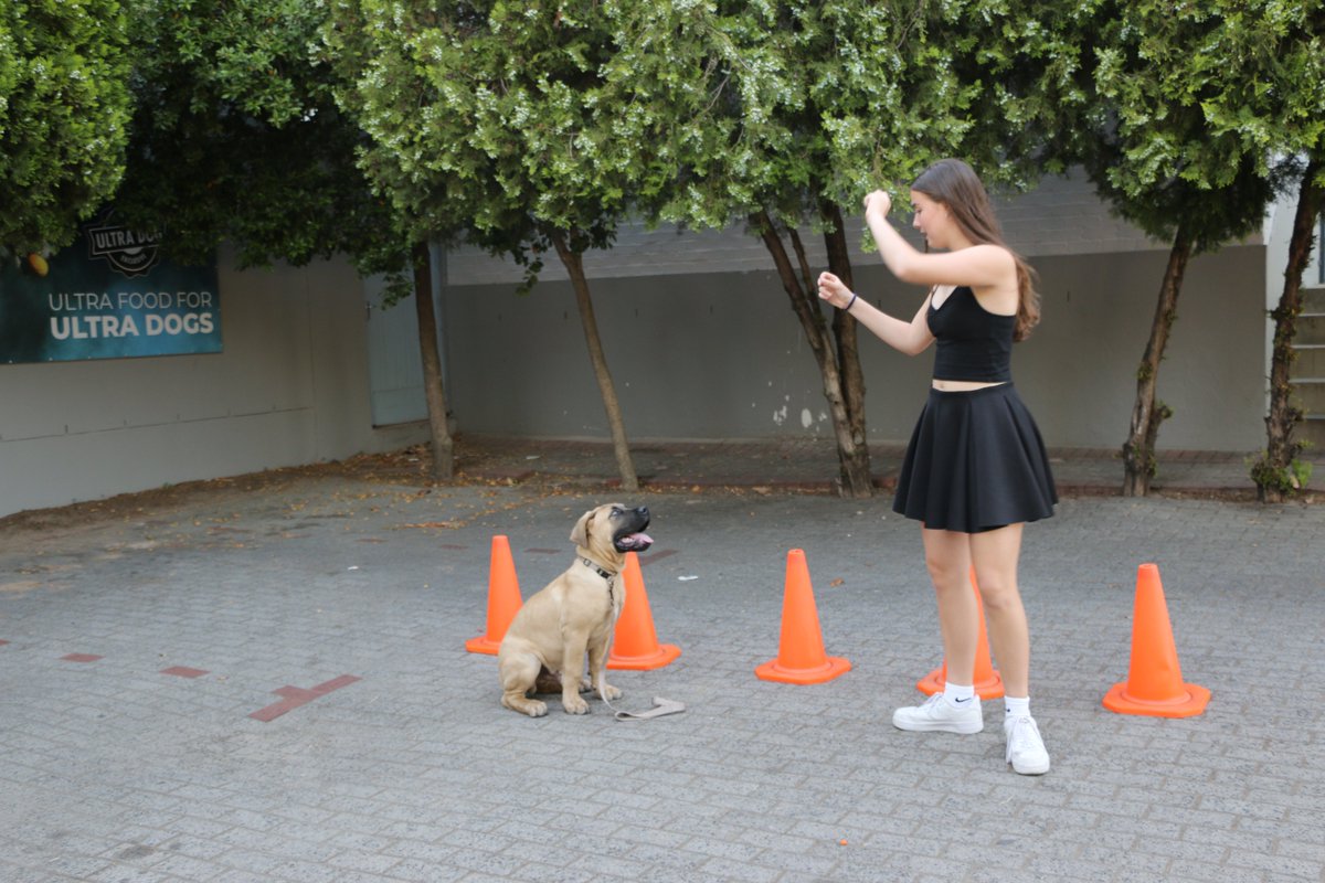 CandiceGrain's tweet image. Had a ball at the Puppy School Graduation! 🎓🐾🐕🦮You can teach an old dog new tricks😉
For Bannerwalls 👉 Cape Winelands Bannerwalls and for some modeling tips 👉 AR.Modelschool#ingrained #candicegrainphotography #puppyschoolgraduation #armodels #CWBW #paarlveterinaryhospital