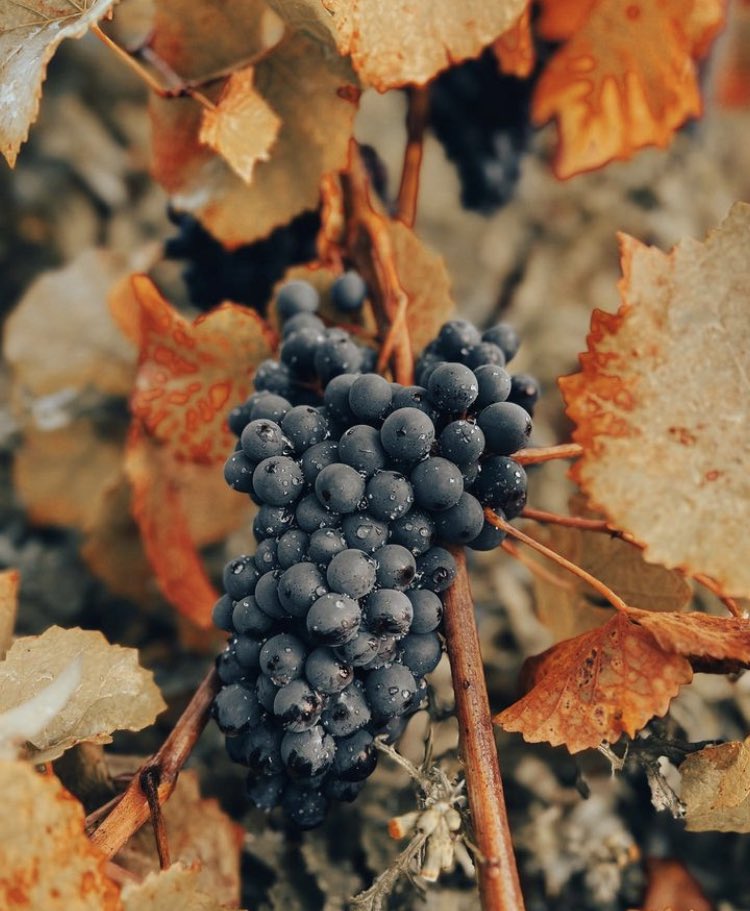 Did you know that vineyard plantings in the UK have more than doubled in just 8 years? Chardonnay is the most planted, with Pinot Noir a close second…Unsurprising considering our absolutely banging bubbles 🔥 🔥