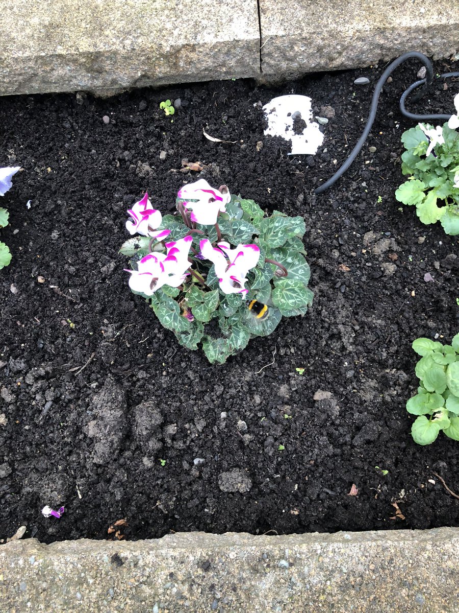 Nature gone mad…Bees in the garden in mid-November 😱