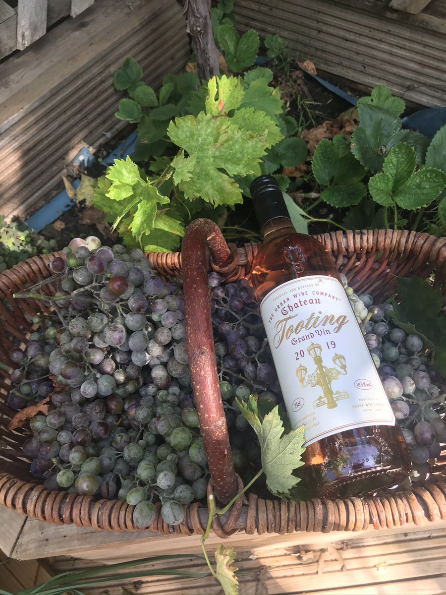 Sue Davies Pearson (@furzedowner) on Twitter photo Great to pick up some bottles of Tooting fizz today #ChateauTooting -at the Quirky pop-up yard sale on Nimrod Rd - some of the grapes from our garden have gone into this vintage! <a href="/Urbanwineuk/">Urban Wine Company</a>
We’ll be saving some for Christmas - our friends are in for a treat! Great to pick up some bottles of Tooting fizz today #ChateauTooting -at the Quirky pop-up yard sale on Nimrod Rd - some of the grapes from our garden have gone into this vintage! <a href="/Urbanwineuk/">Urban Wine Company</a>
We’ll be saving some for Christmas - our friends are in for a treat!