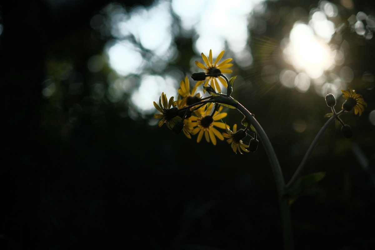 aneku2010's tweet photo. 今日の様々。
X-T30。
#fujifilm_xseries https://t.co/42ZClZE0b0