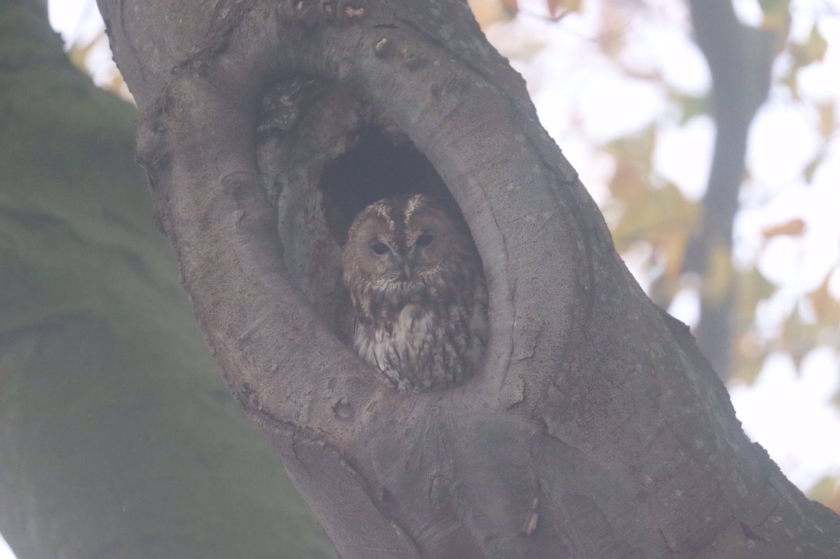 Maandelijkse watervogeltelling voor <a href="/Sovon/">Sovon Vogelonderzoek Nederland</a> in Onner- en Oostpolder is helaas opgegaan in de mist….. Desondanks een mooie ochtend in het Hunzedal.