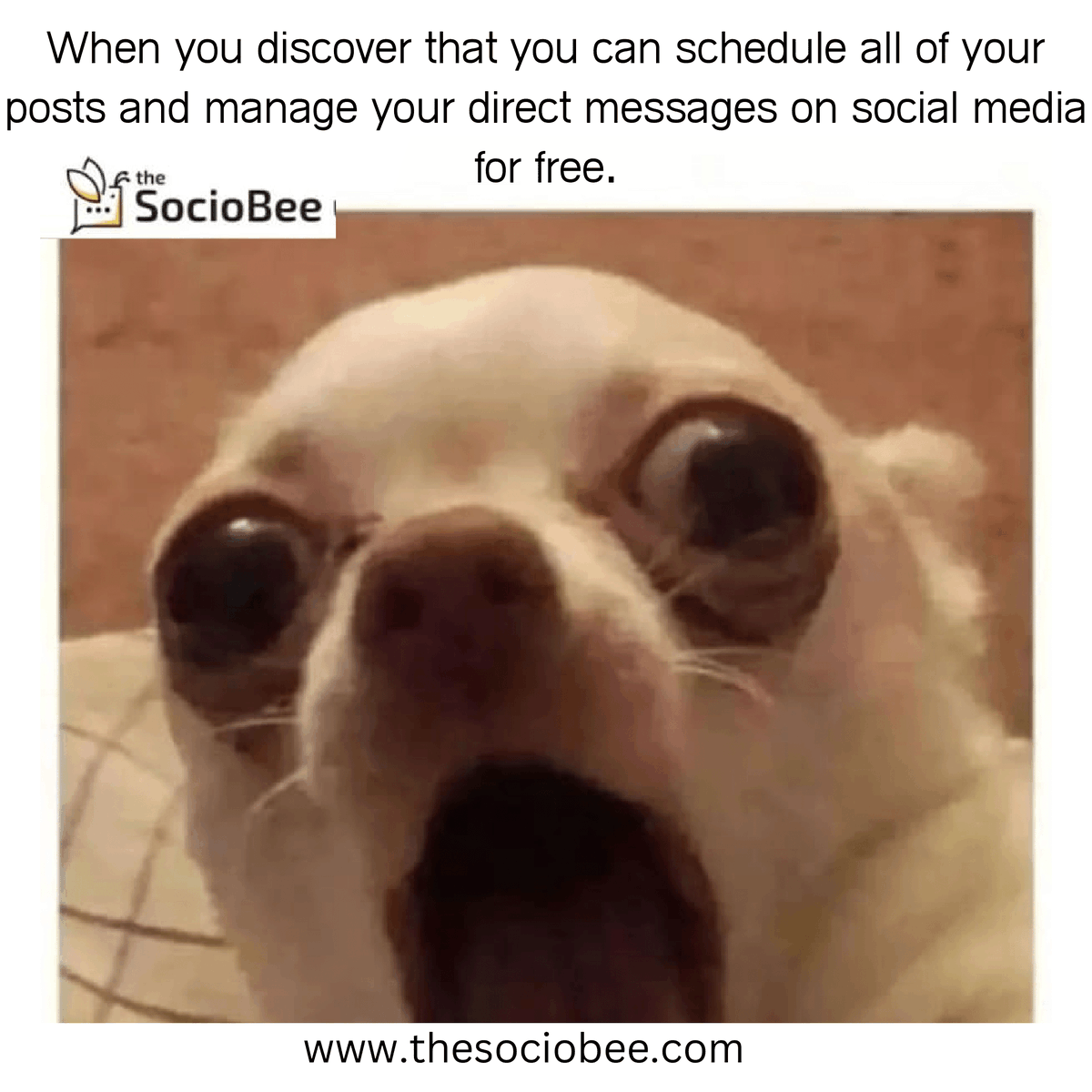 TheSocioBee's tweet image. Join The Sociobee to take advantage of this fantastic offer, and tell your fellow business owners about it by tagging them below.

#thesociobee #freesaas #startup #opportunity #socialmediamarketing #smallbusiness #mediumbusiness #sociobee