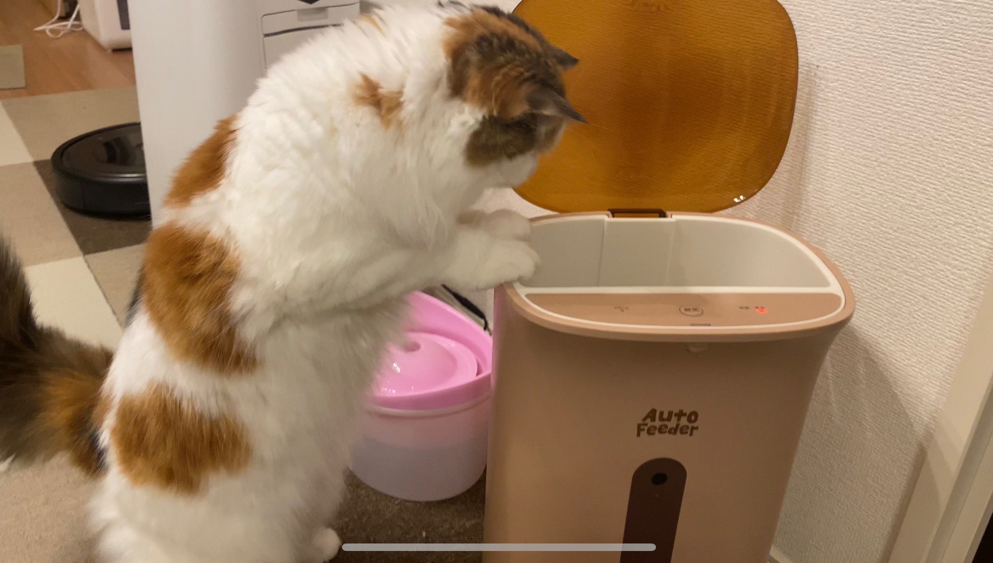 ねこのあくび Neko Akubi Twitter