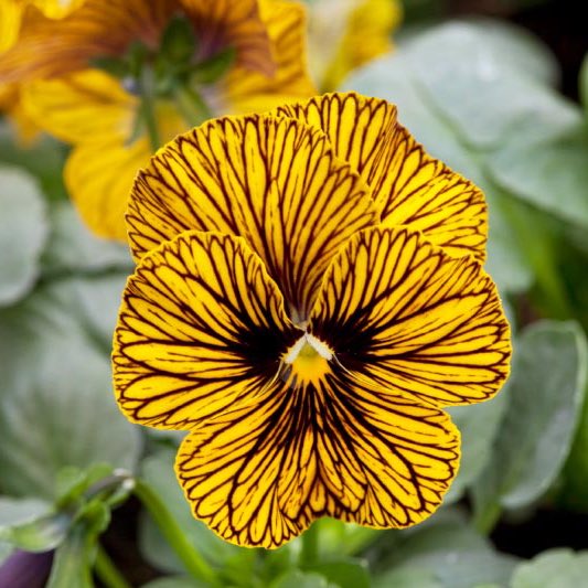 🤍VIOLA TIGER EYE🤍
비올라 타이거아이 파종 기록 타래📝

• 파종 날짜: 22.11.12.
• 씨앗 종류
  - 타이거아이 레드 10립
  - 타이거아이 옐로 11립
• 발아 온도: 18-20도(암발아/복토얇게)

#쿼카식물일기 #쿼카_비올라
👇판매처 사진